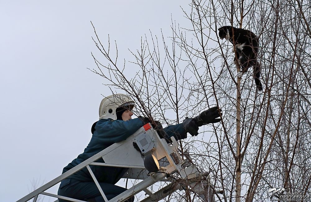 Сними кота. Спасатель спасает кошку с дерева. Спасатель снимает кота с дерева. Спасти кота с дерева. Кота снимают с дерева.