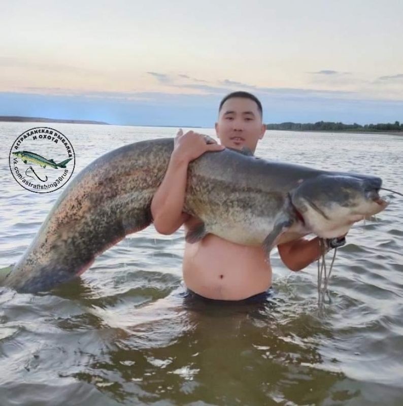 Ловля сома на волге. Сомы в Астраханской области. Самый большой сом. Огромная рыба. Самая крупная рыба в Волге.