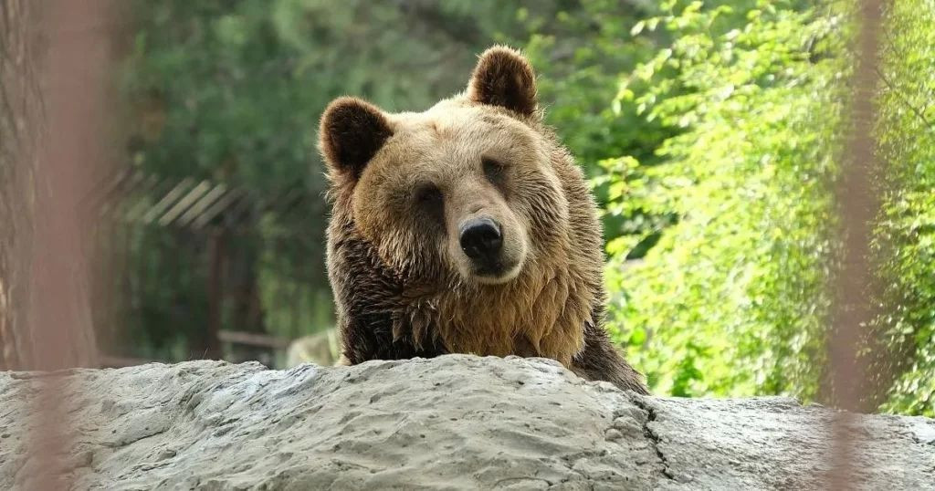 В Сочи медведь вышел к людям в поисках еды В Сочи медведь вышел к людям в поисках еды